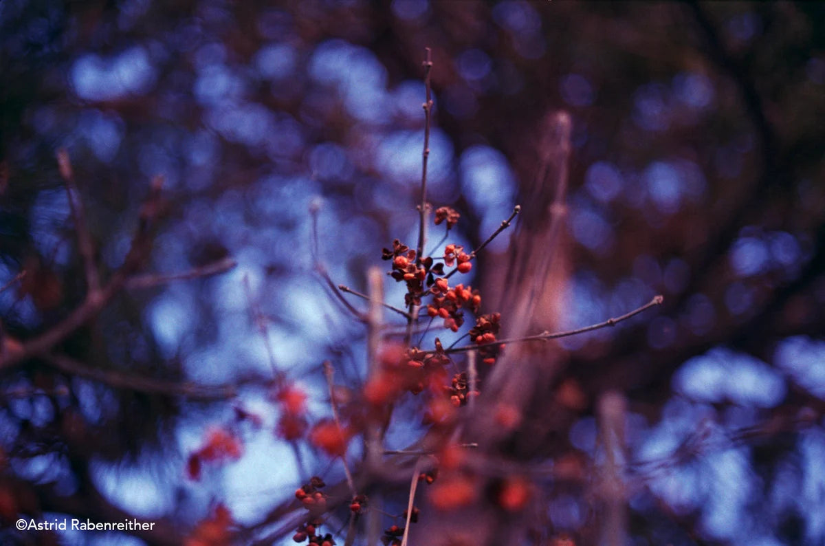 Dubblefilm Bubblegum EXP.36